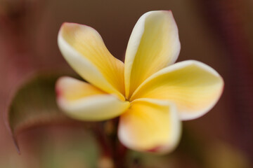 Flowering scented plumeria or frangipani natural macro floral background