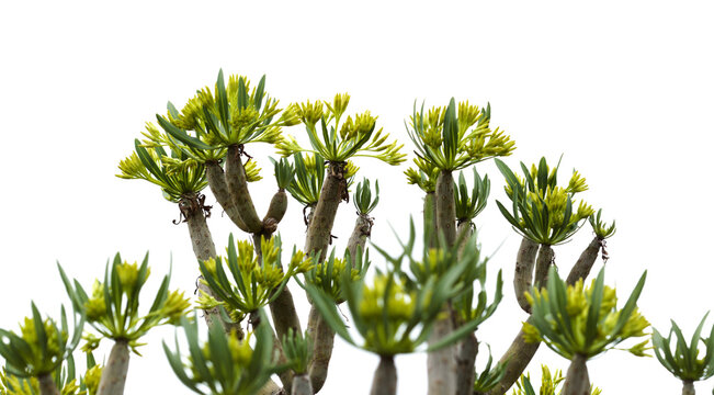 Flora of Gran Canaria - Kleinia neriifolia, locally called verode
