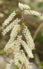 Flora of Gran Canaria - Anredera cordifolia, Madeira vine, invasive plant, natural macro floral background