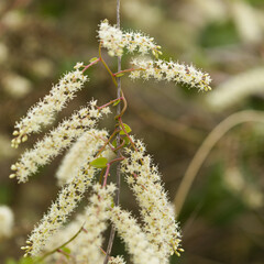 Flora of Gran Canaria - Anredera cordifolia, Madeira vine, invasive plant, natural macro floral background
