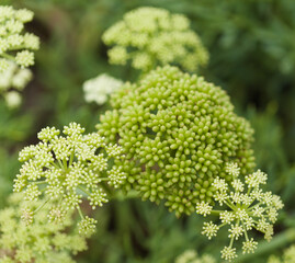 Crithmum maritimum, rock samphire, natural macro floral background
