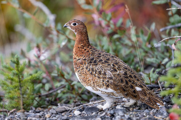 Willow Ptarmigan in Fall Plummage in Denali National Park Alaska in Autumn