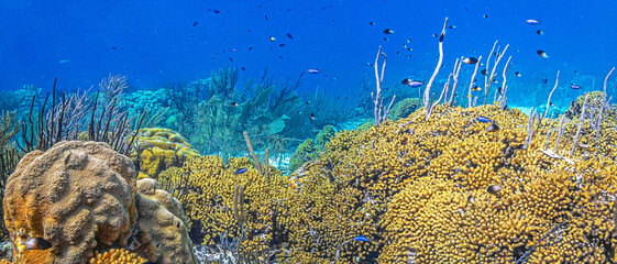 Caribbean coral garden, Bonaire landscape underwater © John Anderson