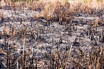Burning of grass (weeds, meadow) in agriculture, site preparation burning, burning over the beds,...