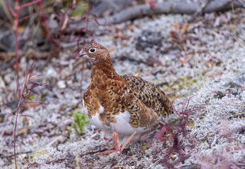 Willow Ptarmigan in Fall Plummage in Denali National Park Alaska in Autumn