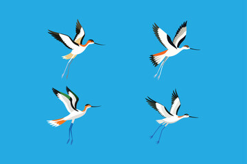 American Avocet Bird in flight movement vector artwork