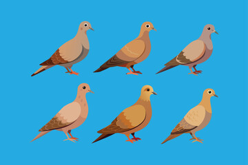  Mourning Dove Bird vector artwork