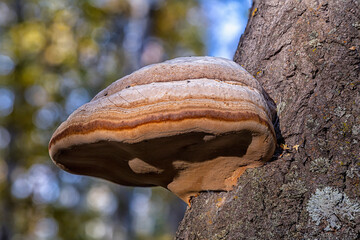 Edible and healthy tinder fungus on a birch tree with maximum detail in macro mode with bokeh effect