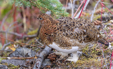 Willow Ptarmigan in Fall Plummage in Denali National Park Alaska in Autumn