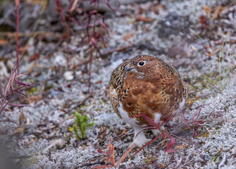 Willow Ptarmigan in Fall Plummage in Denali National Park Alaska in Autumn