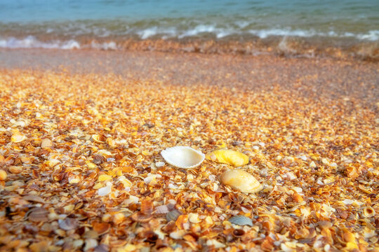The memory of the sea. Beautiful seashells on shell beach (cockle, cardium) near the surf line. Winter foggy cold sea. Anadara: (Scapharca) inaequivalis An ancient mollusk from the Cretaceous period