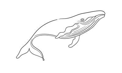 Whale continuous line art drawing isolated on white background. Wildlife animals. Vector illustration