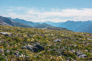 Vivid yellow flowers on sunlit green grassy stony plain with view to high rocky snowy mountains silhouettes far away in bright sun under clouds in blue sky. Lush flowering alpine meadow in sunny day.