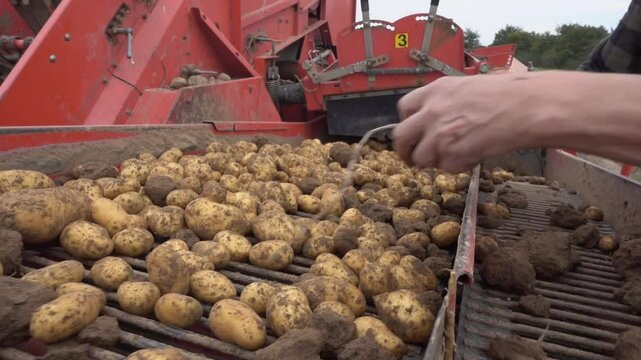 Kartoffelroder im Einsatz w&auml;hrend der Kartoffelernte