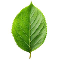 Single green leaf isolated on transparent background