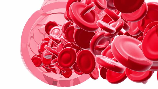 3D animation of artery or vein with the movement of red blood cells. Cropped image on white background seen from the front, part of the blood circulation in the air.