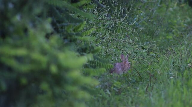 lepre selvatica nel bosco