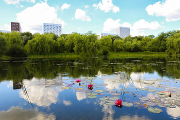 city pond in summer