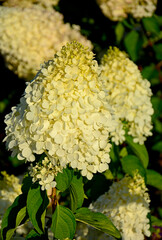 kwitnąca hortensja bukietowa, białe kwiaty, hydrangea paniculata or panicled hydrangea, krzew ozodbny, White flowers of hydrangea paniculata in garden, hortensja "Polar Beer" © kateej