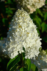 kwitnąca hortensja bukietowa, białe kwiaty, hydrangea paniculata or panicled hydrangea, krzew ozodbny, White flowers of hydrangea paniculata in garden, hortensja "Polar Beer" © kateej