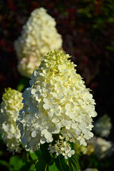 kwitnąca hortensja bukietowa, białe kwiaty, hydrangea paniculata or panicled hydrangea, krzew ozodbny, White flowers of hydrangea paniculata in garden, hortensja "Polar Beer" © kateej