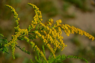 Nawłoć kanadyjska, Solidago canadensis, Canada goldenrod, Canadian goldenrod, Solidago canadensis yellow flowers
