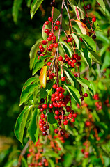 Czeremcha amerykańska, czeremcha późna, czerwone owoce czeremchy wiszące na gałęzi, niedojrzałe owoce czeremchy, Prunus serotina, black cherry, wild black cherry, rum cherry, mountain black cherry © kateej