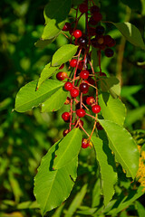 Czeremcha amerykańska, czeremcha późna, czerwone owoce czeremchy wiszące na gałęzi, niedojrzałe owoce czeremchy, Prunus serotina, black cherry, wild black cherry, rum cherry, mountain black cherry © kateej