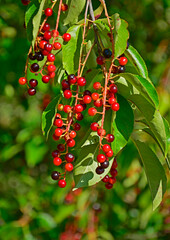 Czeremcha amerykańska, czeremcha późna, czerwone owoce czeremchy wiszące na gałęzi, niedojrzałe owoce czeremchy, Prunus serotina, black cherry, wild black cherry, rum cherry, mountain black cherry © kateej