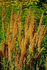 kwitnące trawy w słońcu, trzcinnik piaskowy, trawa rozłogowa, Calamagrostis epigejos, Calamagrostis epigejos grows in the wild, wood small-reed, bushgrass, wild grass with long creeping rhizome  © kateej