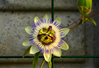 Męczennica błękitna, Passiflora caerulea, blue passionflower, bluecrown passionflower, common...