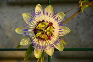 Męczennica błękitna, Passiflora caerulea, blue passionflower, bluecrown passionflower, common...