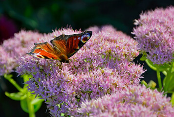 Motyl na kwiatach rozchodnika, Rusałka pawik (Aglais io) na rozchodniku, rozchodnik okazały, rozchodnikowiec, Hylotelephium spectabile syn. Sedum spectabile, showy stonecrop, butterfly stonecrop