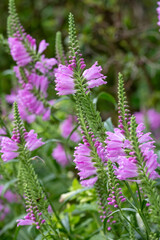 Colourful flowers in the garden at the impressionist painter, Claude Monet's house in Giverny, Normandy, France. 
