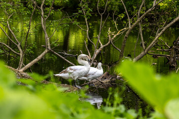 Beautiful white swans preen their feathers, drink water from the lake, swim around the lake. Beautiful white swans swim on water, lake, river. Beautiful white swans stand on a fallen tree.
