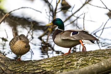 Ducks sleep, clean their feathers, eat algae. Ducks are beautifully reflected in water. A family of ducks, geese swims in a water channel, river, lake.