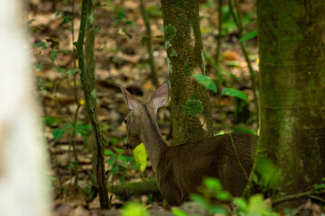 Venado salvaje