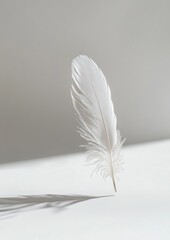 A white feather is on a white background