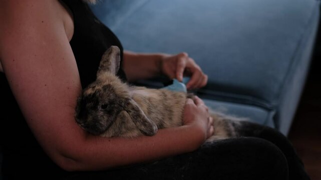 A close-up of a rabbit being groomed while comfortably resting against its owner. This image captures a moment of care, promoting the importance of gentle handling and routine maintenance in pet