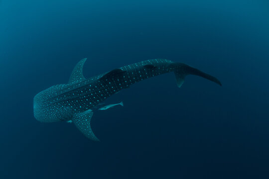 WHALE SHARK IN FUVAHMULAH MALDIVES