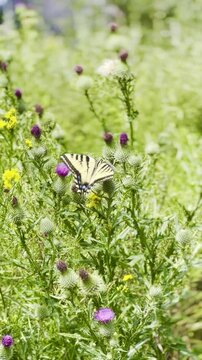 yellow butterfly on flower close-up on green background, macro video of Papilio multicaudata butterfly, swallowtail, Papilio rutulus, butterfly in wild nature USA, in Yosemite National Park