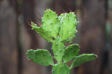 Opuncja brazylijska Brasiliopuntia kaktus opuncja kwiat żółty