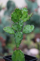 Opuncja brazylijska Brasiliopuntia kaktus opuncja kwiat żółty