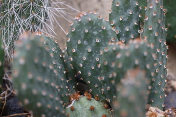 kaktus opuncja Opuntia fragilis FREIBURG kwiat żółty