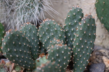 kaktus opuncja Opuntia fragilis FREIBURG kwiat żółty © Perovskia