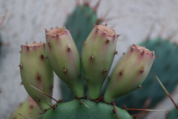 kaktus opuntia macrorhiza kwiat żółty owoc