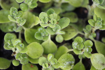 mięta domowa oregano kubańskie Plectranthus montanus