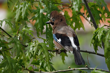 Eurasian jay (Garrulus glandarius)