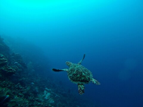 scuba diving turtle