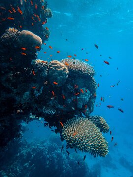coral reef and diver
